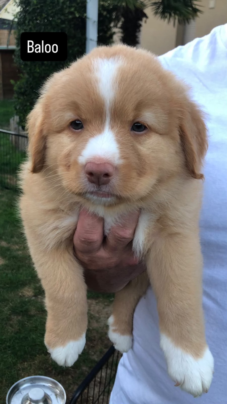Novas De L’Estuaire - Chiots disponibles - Retriever de la Nouvelle-Ecosse