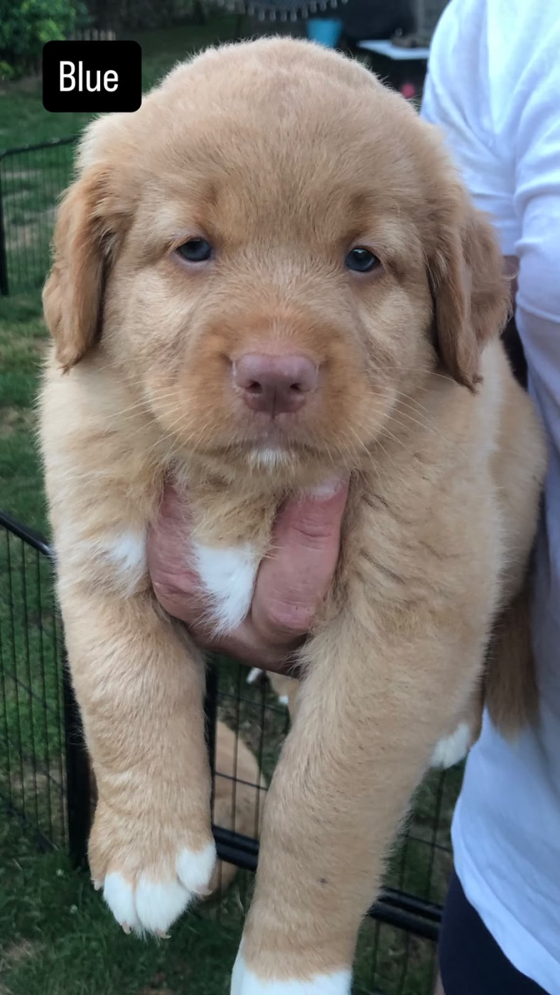 Novas De L’Estuaire - Chiots disponibles - Retriever de la Nouvelle-Ecosse
